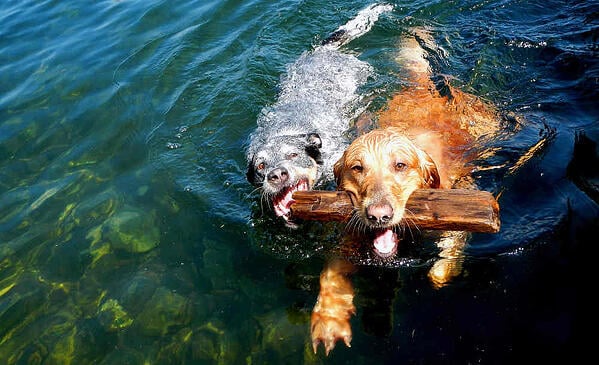 Dogs in clean water